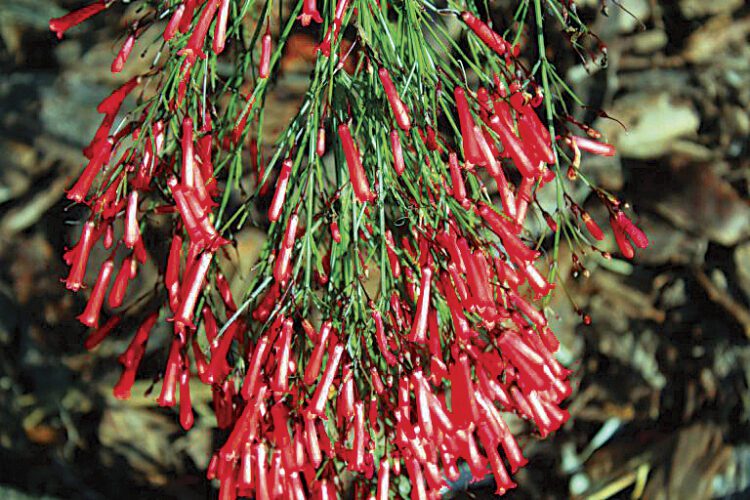 Firecracker plant